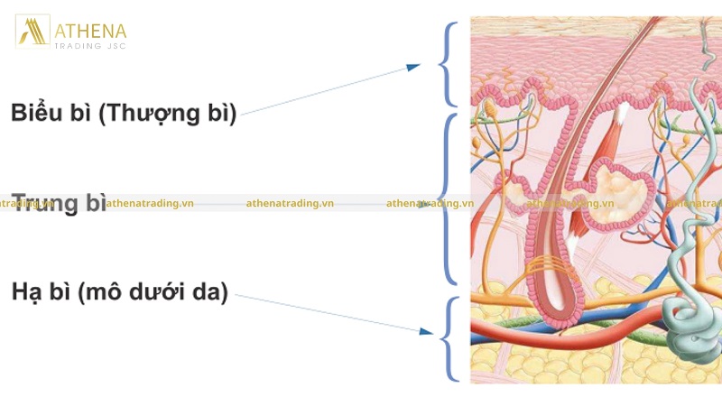 Cấu trúc của da