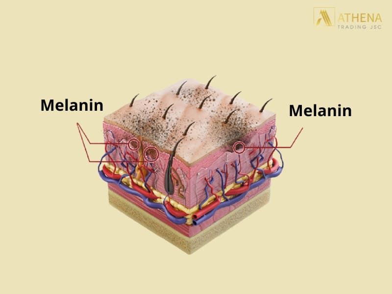 Melanin là sắc tố tạo nên màu sắc của da