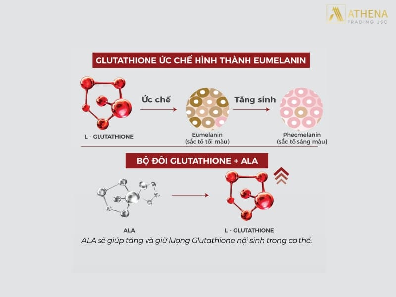 Nguyên lý hoạt động của Glutathione