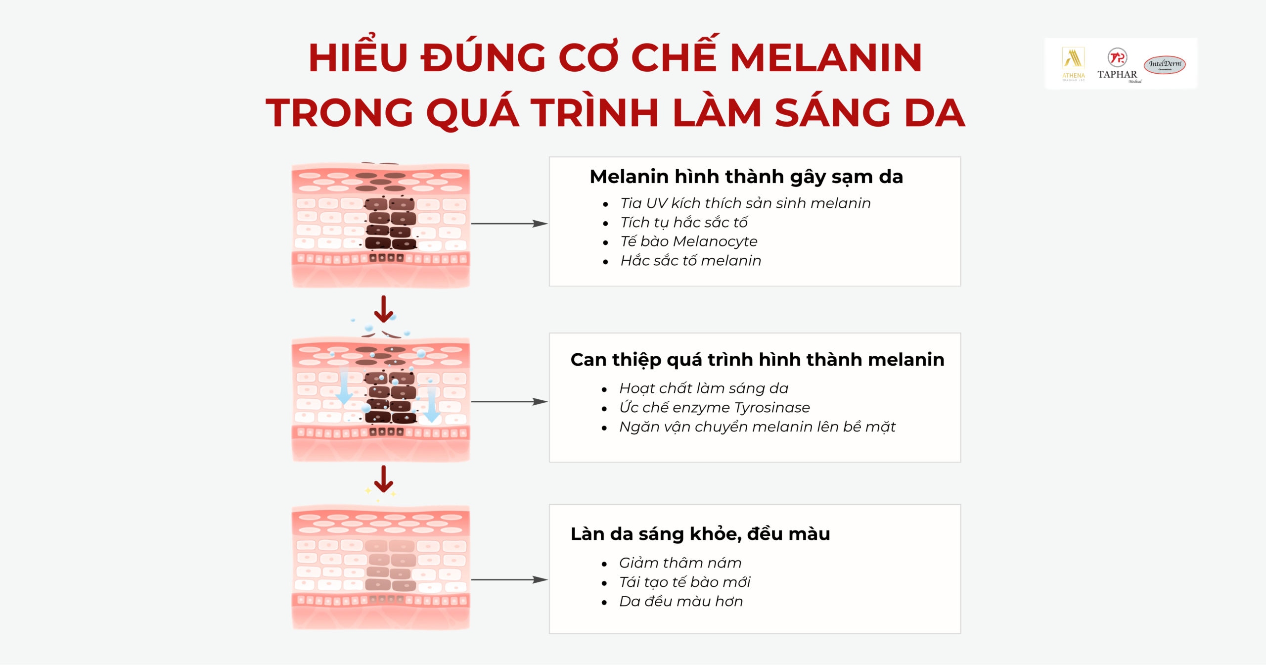 Hiểu đúng về cơ chế melanin trong cách làm trắng da an toàn