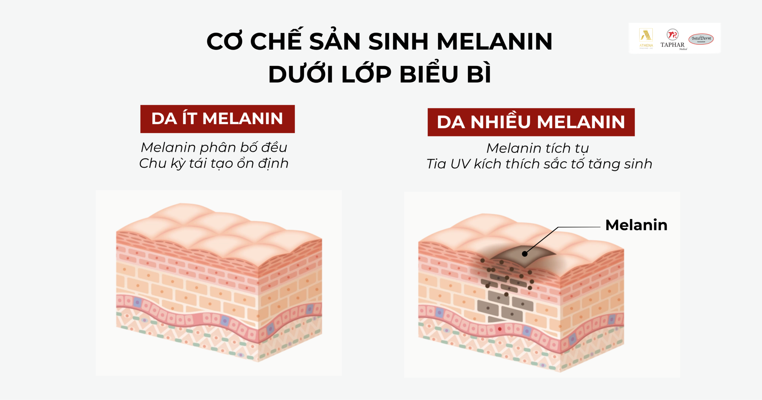  Cơ chế sản sinh Melanin dưới lớp biểu bì và khả năng thẩm thấu của các hoạt chất.
